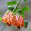 Abutilon Plants 2-Pack Live Plants 4-6 in Orange Flowering Maple Indoor/Outdoor