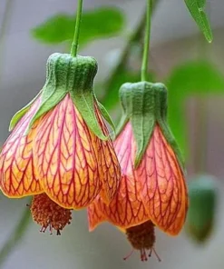 Abutilon Plants 2-Pack Live Plants 4-6 in Orange Flowering Maple Indoor/Outdoor
