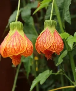 Abutilon Plants 2-Pack Live Plants 4-6 in Orange Flowering Maple Indoor/Outdoor