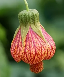 Abutilon Plants 2-Pack Live Plants 4-6 in Orange Flowering Maple Indoor/Outdoor