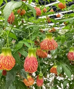 Abutilon Plants 2-Pack Live Plants 4-6 in Orange Flowering Maple Indoor/Outdoor