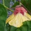 Abutilon Variegated Green Apricot Live Plant 4-7 Inch Planting Height