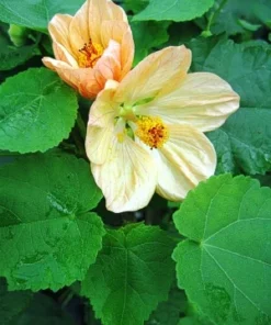 Abutilon Variegated Green Apricot Live Plant 4-7 Inch Planting Height