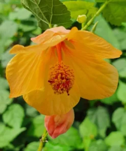 Abutilon Variegated Green Apricot Live Plant 4-7 Inch Planting Height