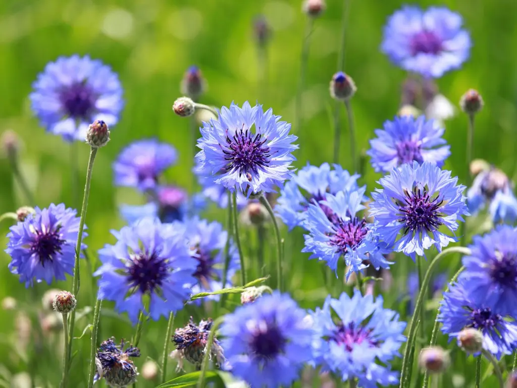 Home-BEST GARDEN SEED