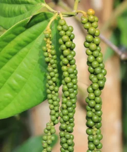 Black Pepper Vine Starter Plant - 4 Inch Pot - Grow Fresh Pepper Indoors