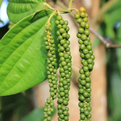 Black Pepper Vine Starter Plant - 4 Inch Pot - Grow Fresh Pepper Indoors