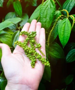 Black Pepper Vine Starter Plant - 4 Inch Pot - Grow Fresh Pepper Indoors