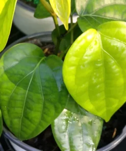 Black Pepper Vine Starter Plant - 4 Inch Pot - Grow Fresh Pepper Indoors