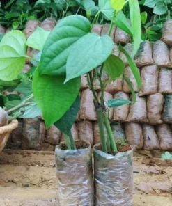 Black Pepper Vine Starter Plant - 4 Inch Pot - Grow Fresh Pepper Indoors