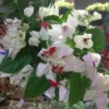 Bleeding Heart Clerodendrum Plant - 4" Pot - White with Red Center