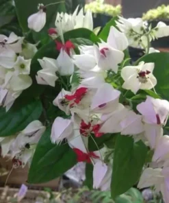 Bleeding Heart Clerodendrum Plant - 4