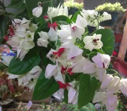 Bleeding Heart Clerodendrum Plant - 4" Pot - White with Red Center