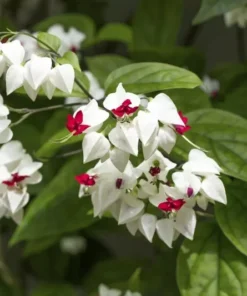 Bleeding Heart Clerodendrum Plant - 4
