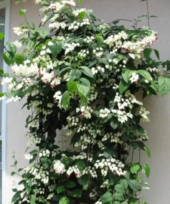 Bleeding Heart Clerodendrum Plant - 4