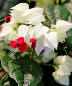 Bleeding Heart Clerodendrum Plant - 4