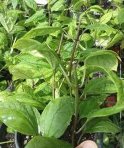 Bleeding Heart Clerodendrum Plant - 4