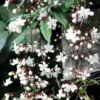 Clerodendrum Wallichii Starter Plant - 4-6 Inch Tall - Live Plant
