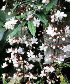 Clerodendrum Wallichii Starter Plant - 4-6 Inch Tall - Live Plant