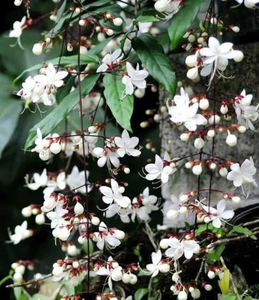 Clerodendrum Wallichii Starter Plant - 4-6 Inch Tall - Live Plant