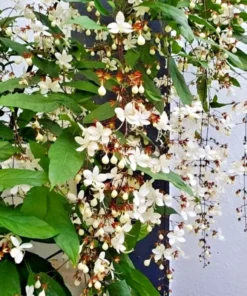 Clerodendrum Wallichii Starter Plant - 4-6 Inch Tall - Live Plant