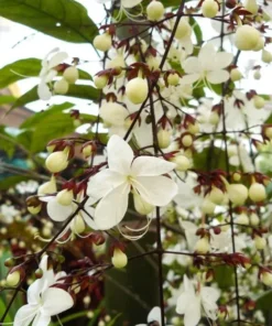 Clerodendrum Wallichii Starter Plant - 4-6 Inch Tall - Live Plant