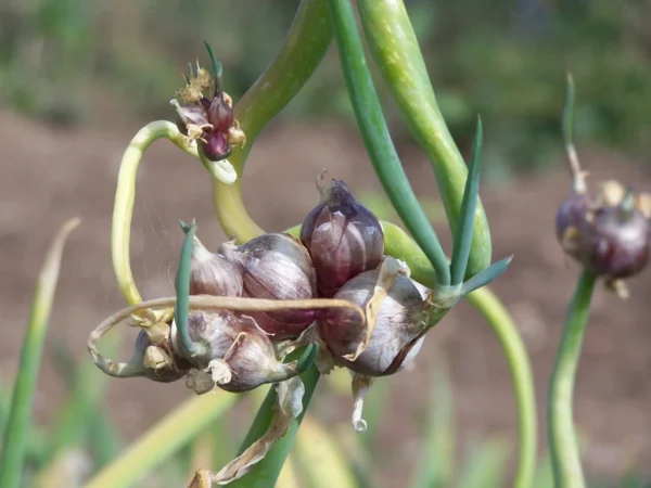 Early-stage bulbils forming on a walking onion plant—these tiny top-set bulbs will eventually grow into new plants.