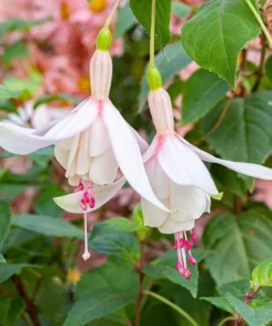 Fuchsia Annabelle Live Plant - 5 to 7 Inch Tall Blooming Flower Plant