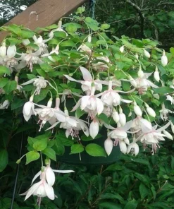 Fuchsia Annabelle Live Plant - 5 to 7 Inch Tall Blooming Flower Plant