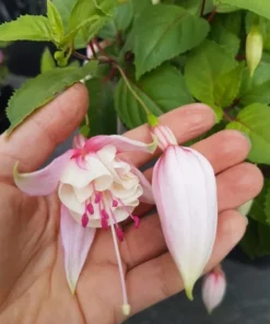 Fuchsia Annabelle Live Plant - 5 to 7 Inch Tall Blooming Flower Plant