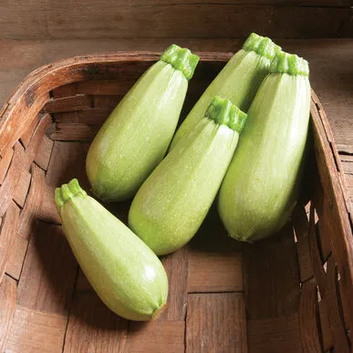 How to Grow Kousa Squash Seeds: A Beginner’s Guide