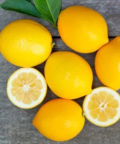 Meyer Lemon Tree Live Plant - 4 Inch Dwarf Sweet Lemon Fruit Tree