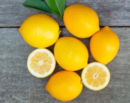 Meyer Lemon Tree Live Plant - 4 Inch Dwarf Sweet Lemon Fruit Tree