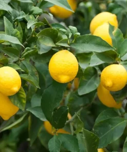 Meyer Lemon Tree Live Plant - 4 Inch Dwarf Sweet Lemon Fruit Tree