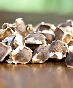 Moringa Oleifera Seeds - 25 Seed Pack for Planting - Grow Your Own Moringa Tree