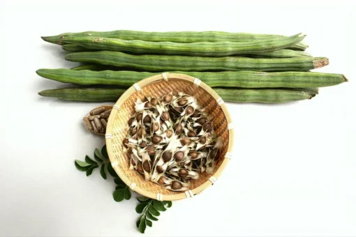 Moringa Oleifera Seeds - 25 Seed Pack for Planting - Grow Your Own Moringa Tree