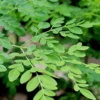 Moringa Oleifera Seeds - 25 Seed Pack for Planting - Grow Your Own Moringa Tree