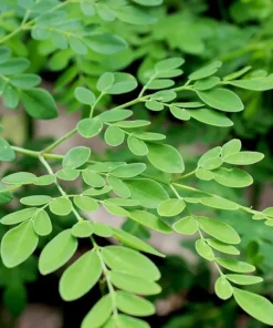 Moringa Oleifera Seeds - 25 Seed Pack for Planting - Grow Your Own Moringa Tree