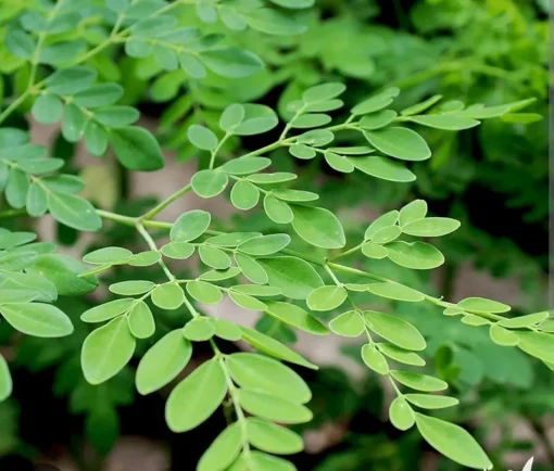 Moringa Oleifera Seeds - 25 Seed Pack for Planting - Grow Your Own Moringa Tree