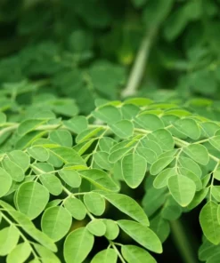 Moringa Oleifera Seeds - 25 Seed Pack for Planting - Grow Your Own Moringa Tree