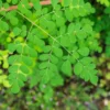 Moringa Plant Seedlings 3-Pack 6-7 Inch Tall Drumstick Tree