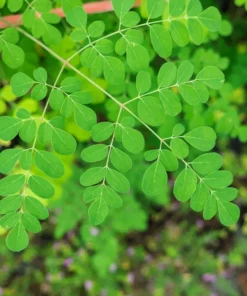 Moringa Plant Seedlings 3-Pack 6-7 Inch Tall Drumstick Tree