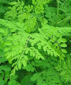 Moringa Tree Live Plant Set - 2 Plants 6-8 Inches Tall