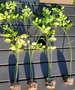 Moringa Tree Live Plant Set - 2 Plants 6-8 Inches Tall