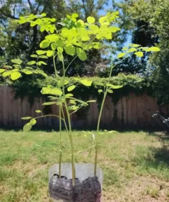 Moringa Tree Live Plant Set - 2 Plants 6-8 Inches Tall