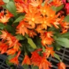 Orange Easter Cactus Live Plant 4 Inch Pot - No Pot