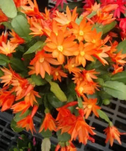 Orange Easter Cactus Live Plant 4 Inch Pot - No Pot