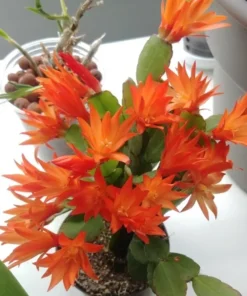 Orange Easter Cactus Live Plant 4 Inch Pot - No Pot
