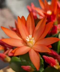Orange Easter Cactus Live Plant 4 Inch Pot - No Pot