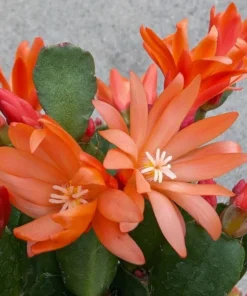Orange Easter Cactus Live Plant 4 Inch Pot - No Pot
